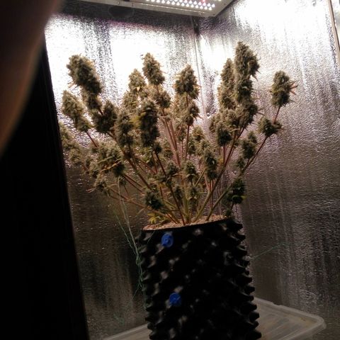 G13+xxl [axxseeds] #SS growlog timeline photo