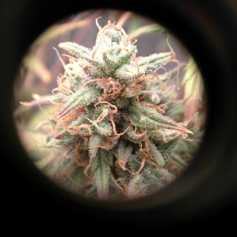 G13+xxl [axxseeds] #SS growlog timeline photo