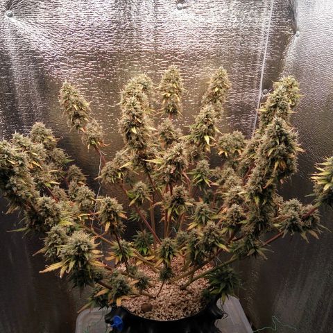 G13+xxl [axxseeds] #SS growlog timeline photo
