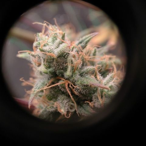 G13+xxl [axxseeds] #SS growlog timeline photo