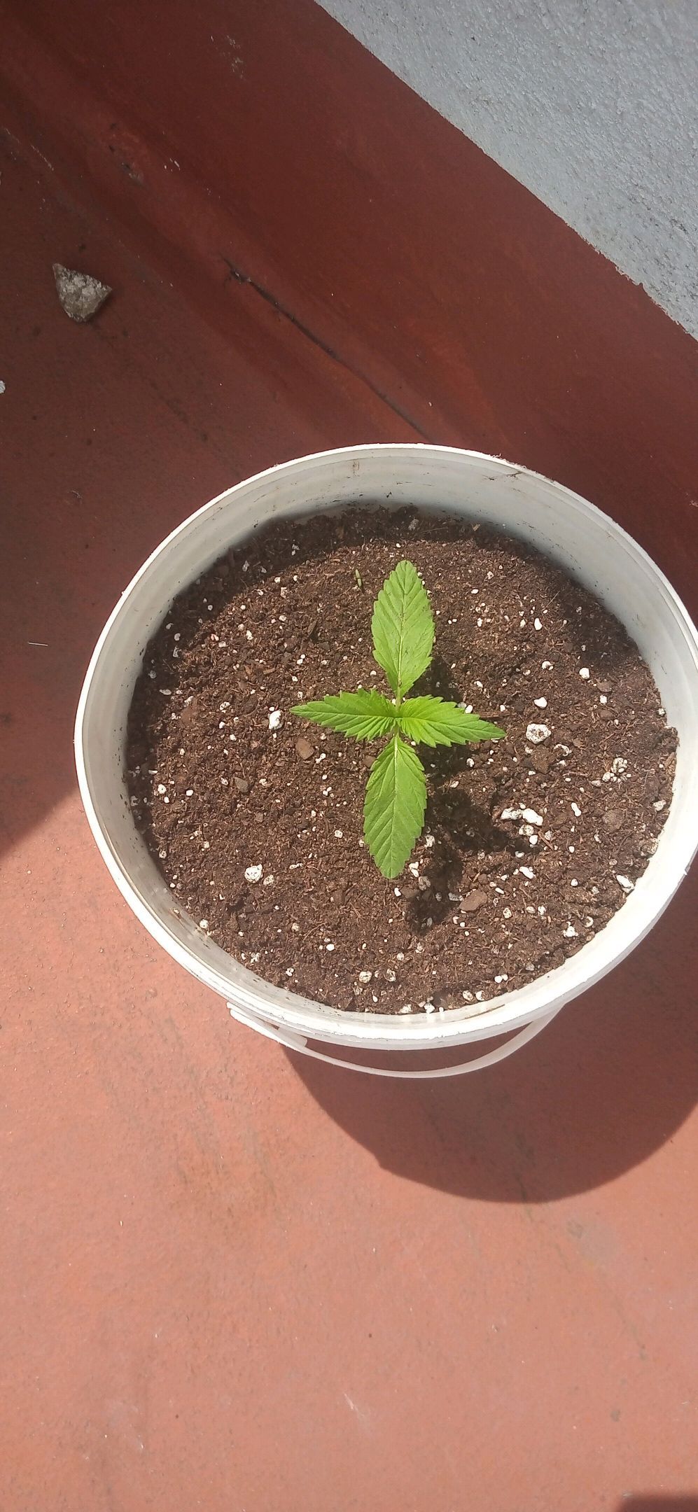 Genética desconocida growlog header