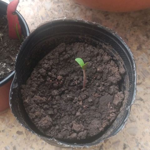 Genética desconocida growlog photo