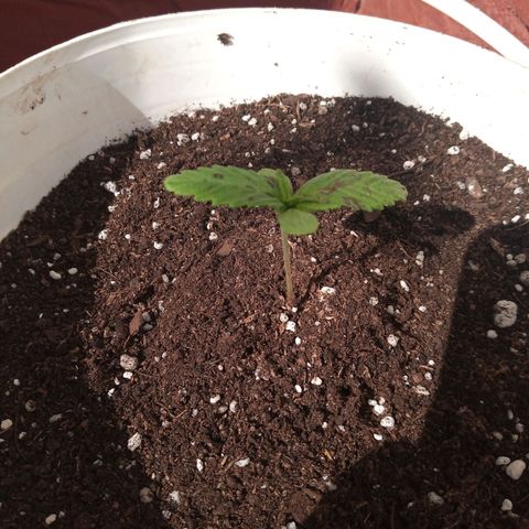 Genética desconocida growlog photo