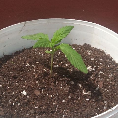 Genética desconocida growlog photo