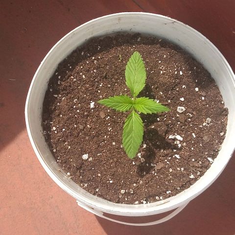 Genética desconocida growlog photo