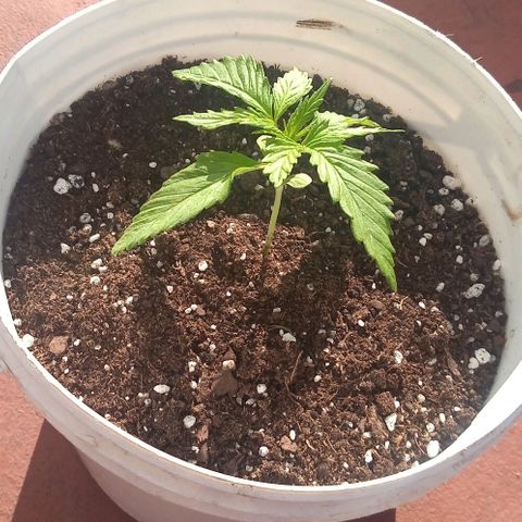 Genética desconocida growlog photo