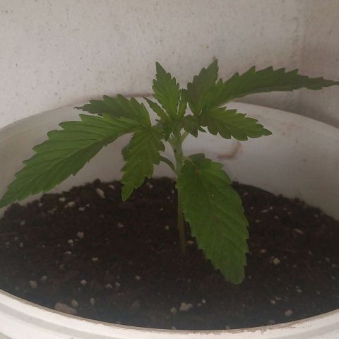Genética desconocida growlog timeline photo