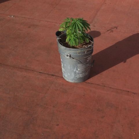 Genética desconocida growlog timeline photo