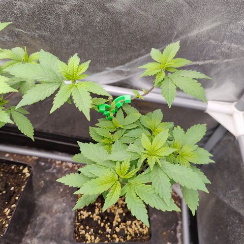 Gismo's Mango Cake F1 #1 growlog timeline photo