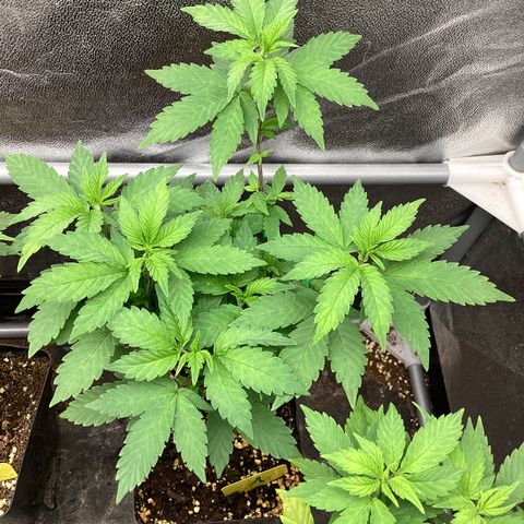 Gismo's Mango Cake F1 #1 growlog timeline photo