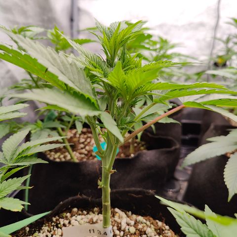 GMC f1 3.4 Fullmoon t63 growlog timeline photo