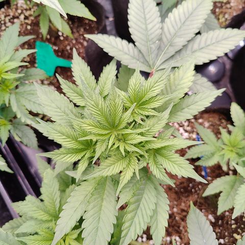 GMC f1 3.4 Fullmoon t63 growlog timeline photo