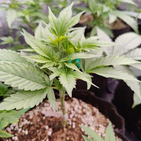 GMC f1 3.4 Fullmoon t63 growlog timeline photo