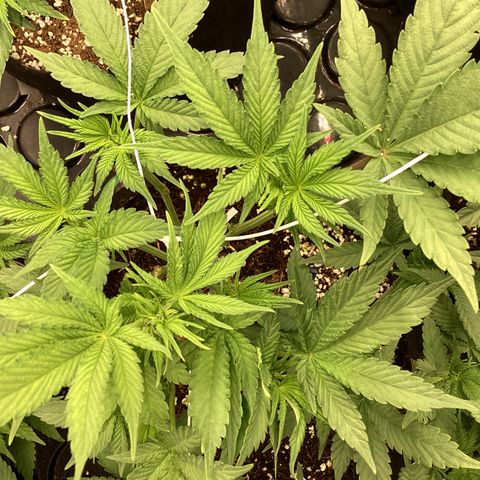 GMC f1 3.4 Fullmoon t63 growlog timeline photo