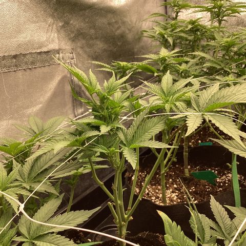 GMC f1 3.4 Fullmoon t63 growlog timeline photo