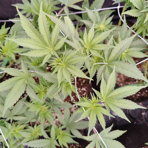 GMC f1 3.4 Fullmoon t63 growlog timeline photo
