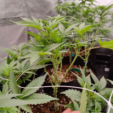 GMC f1 3.4 Fullmoon t63 growlog timeline photo