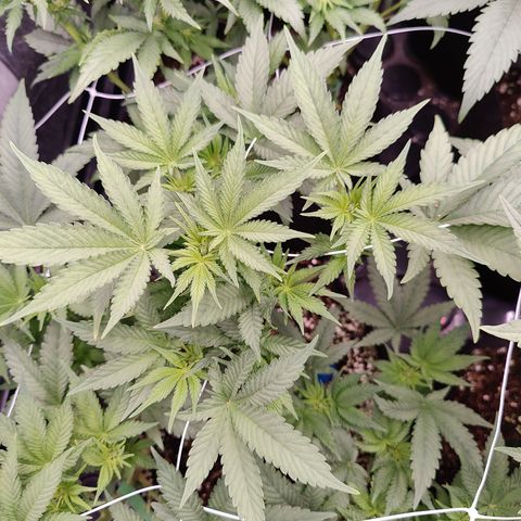 GMC f1 3.4 Fullmoon t63 growlog timeline photo