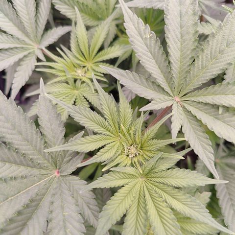 GMC f1 3.4 Fullmoon t63 growlog timeline photo