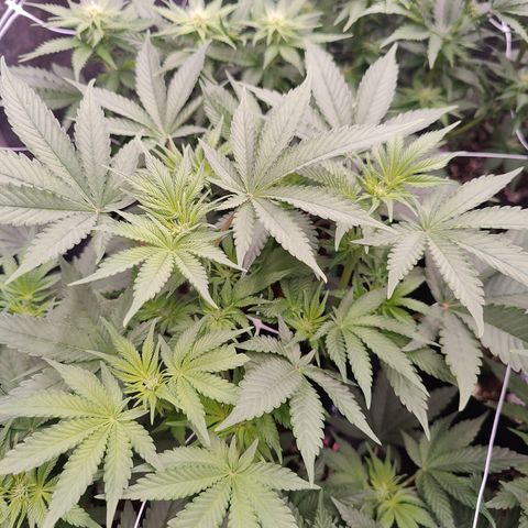 GMC f1 3.4 Fullmoon t63 growlog timeline photo