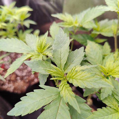 Gismo's Mango Cake F1 #1 growlog timeline photo