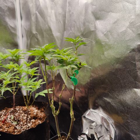 Gismo's Mango Cake F1 #1 growlog timeline photo