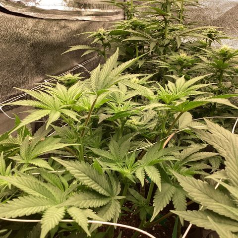 GMC f1 3.4 Fullmoon t63 growlog timeline photo