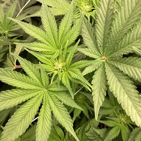 GMC f1 3.4 Fullmoon t63 growlog timeline photo