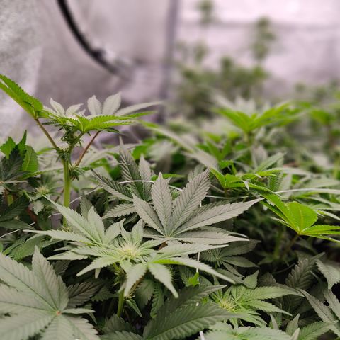 GMC f1 3.4 Fullmoon t63 growlog timeline photo