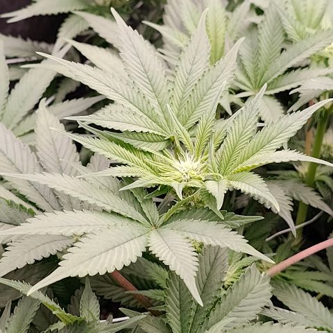 GMC f1 3.4 Fullmoon t63 growlog timeline photo