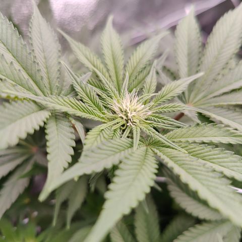 GMC f1 3.4 Fullmoon t63 growlog timeline photo