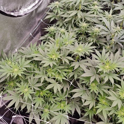 GMC f1 3.4 Fullmoon t63 growlog timeline photo