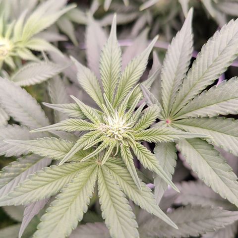 GMC f1 3.4 Fullmoon t63 growlog timeline photo