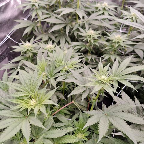GMC f1 3.4 Fullmoon t63 growlog timeline photo