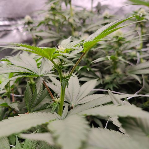GMC f1 3.4 Fullmoon t63 growlog timeline photo
