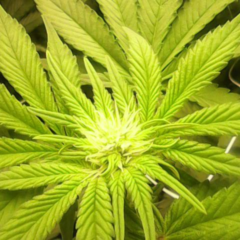 GMC f1 3.4 Fullmoon t63 growlog timeline photo