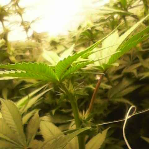 GMC f1 3.4 Fullmoon t63 growlog timeline photo