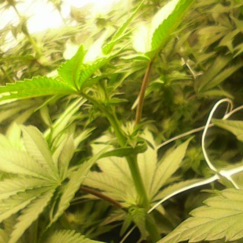 GMC f1 3.4 Fullmoon t63 growlog timeline photo