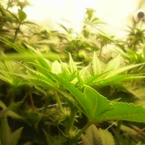 GMC f1 3.4 Fullmoon t63 growlog timeline photo