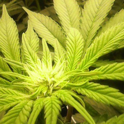 GMC f1 3.4 Fullmoon t63 growlog timeline photo