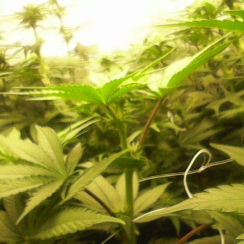 GMC f1 3.4 Fullmoon t63 growlog timeline photo