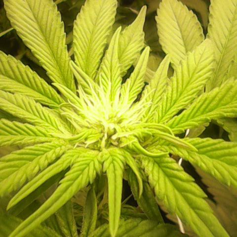 GMC f1 3.4 Fullmoon t63 growlog timeline photo