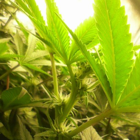 GMC f1 3.4 Fullmoon t63 growlog timeline photo