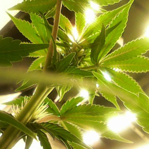 GMC f1 3.4 Fullmoon t63 growlog timeline photo