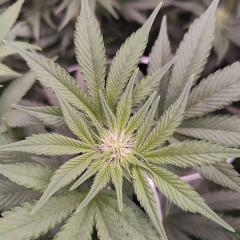 GMC f1 3.4 Fullmoon t63 growlog timeline photo