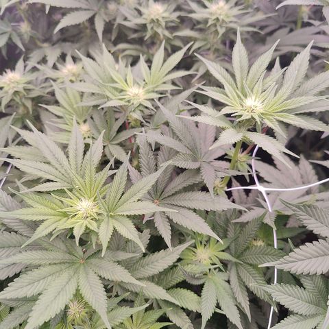 GMC f1 3.4 Fullmoon t63 growlog timeline photo