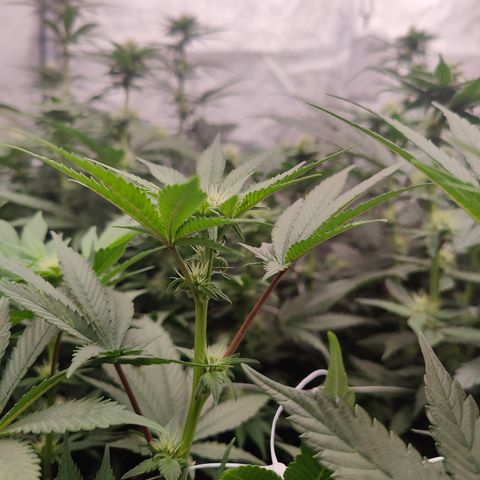GMC f1 3.4 Fullmoon t63 growlog timeline photo