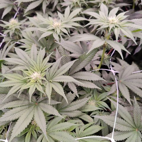GMC f1 3.4 Fullmoon t63 growlog timeline photo