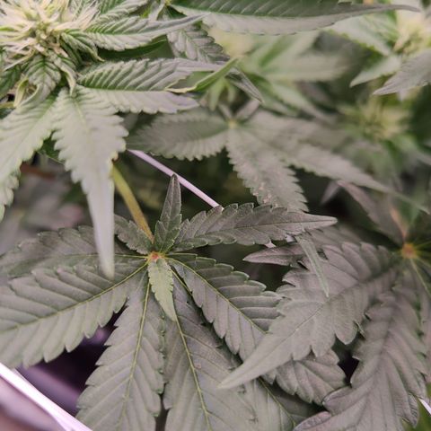 GMC f1 3.4 Fullmoon t63 growlog timeline photo