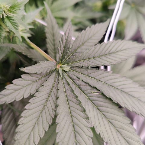 GMC f1 3.4 Fullmoon t63 growlog timeline photo